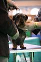 Crufts2011_2 1296